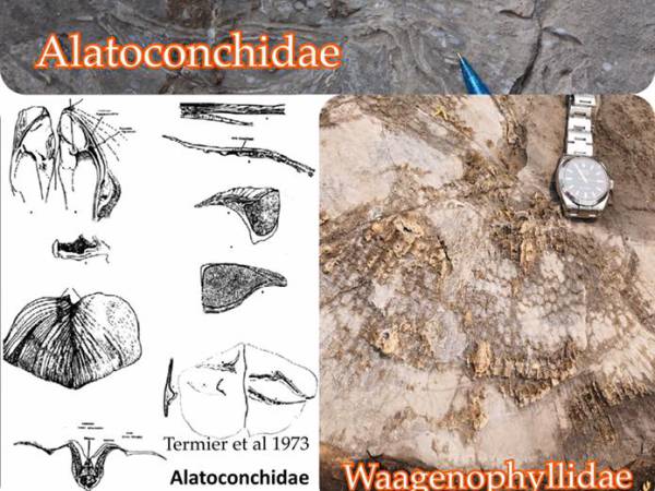 Nares ไทย สตูล อุทยานธรณีสตูล อวสานเจ้าหอยมีปีก “อะลาโตคอนชี้เด่”  