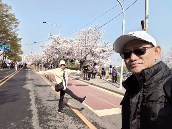 เที่ยวเกาหลีใต้ โซล เกาะยออีโด ถนนสายพ็อดกด (Cherry Blossom Street)