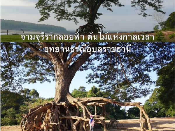 Nares ไทย อุบลราชธานี ศาลปู่ตา และจามจุรีรากลอยฟ้า อุทยานธรณีอุบลราชธานี