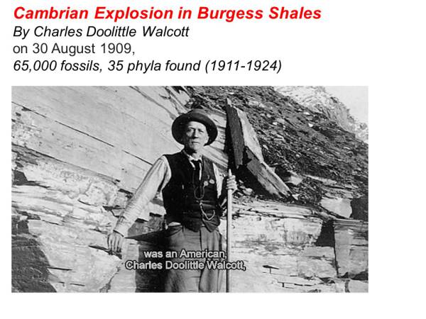 Waiyapot ep068 Cambrian Explosion