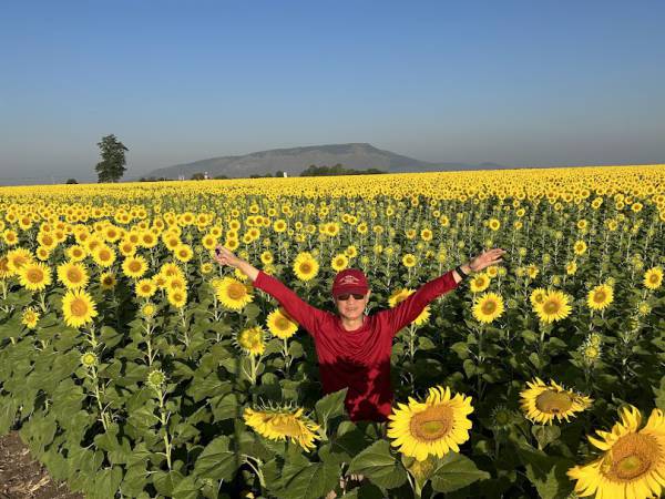 เที่ยวลพบุรี พัฒนานิคม ทุ่งทานตะวัน ไร่คุณรำยอง
